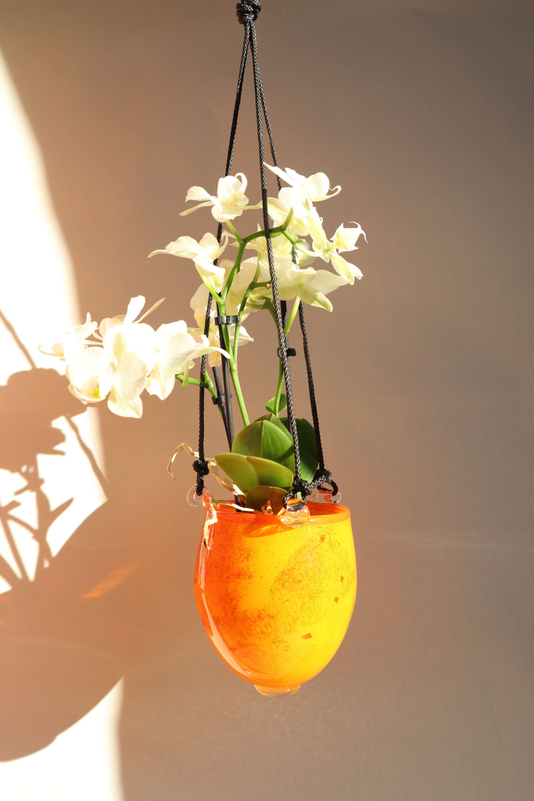 Variation picture for Gul-rød