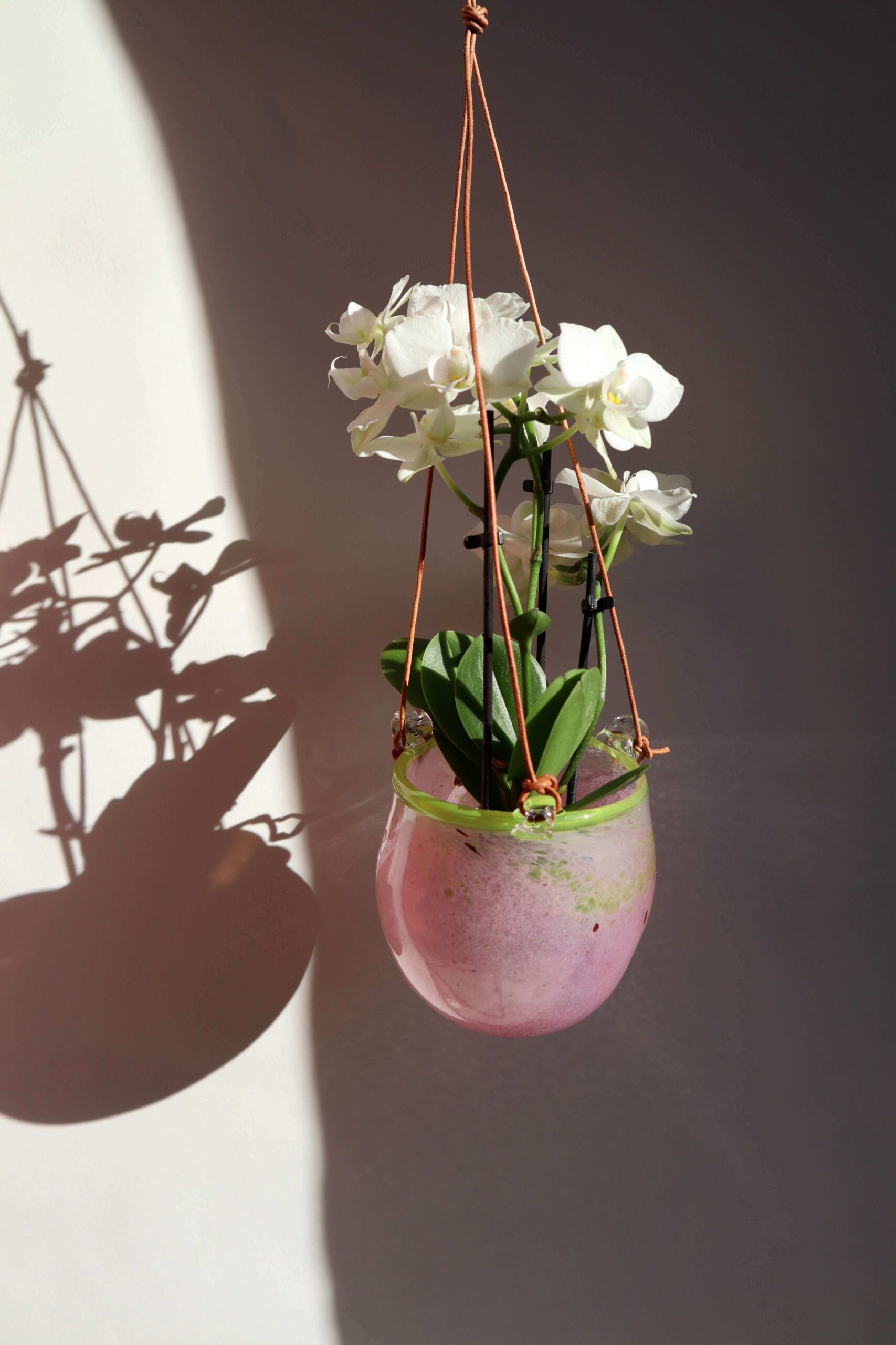 Variation picture for Rosa